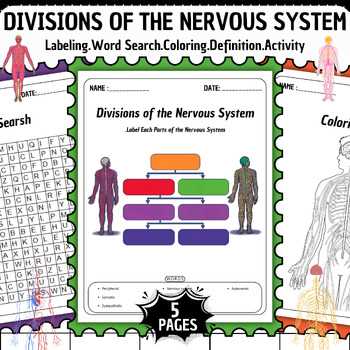 divisions of the nervous system review worksheet