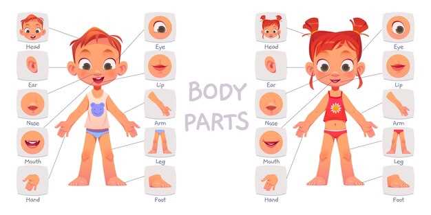 kindergarten body parts worksheet