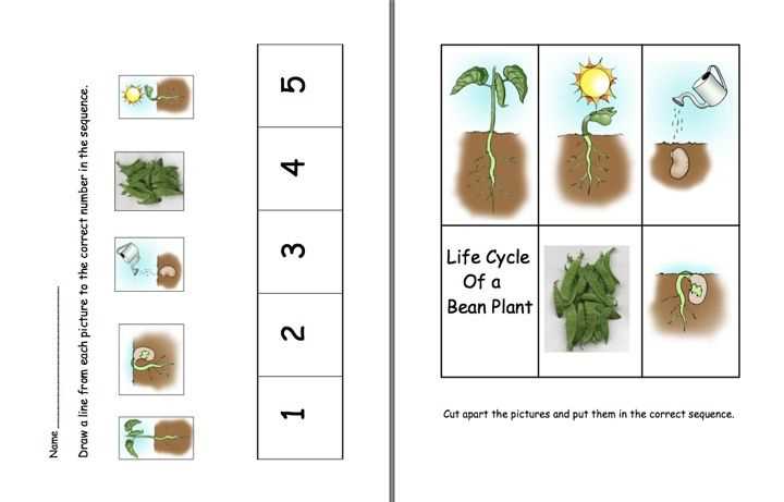 life cycle of a plant worksheet for kindergarten