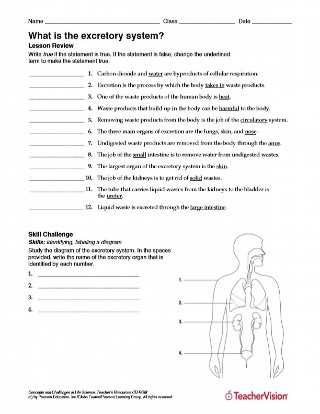 circulatory respiratory and excretory systems worksheet