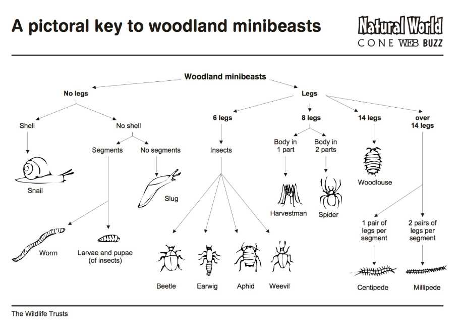 dichotomous key worksheet insects