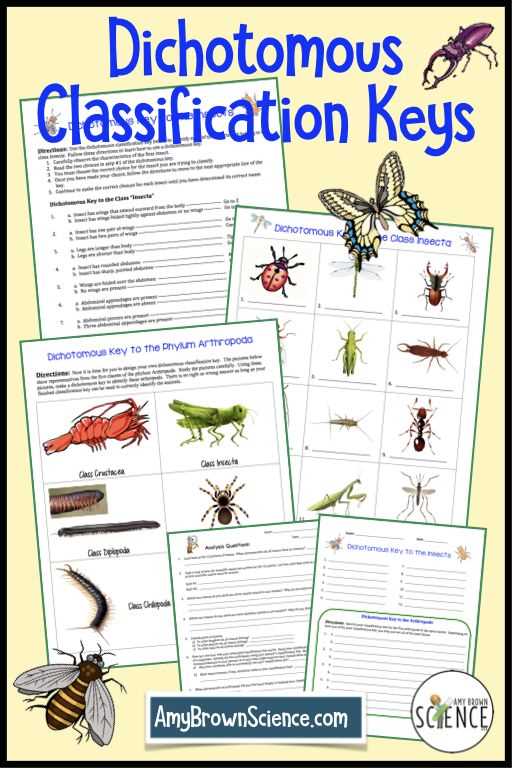 dichotomous key worksheet insects