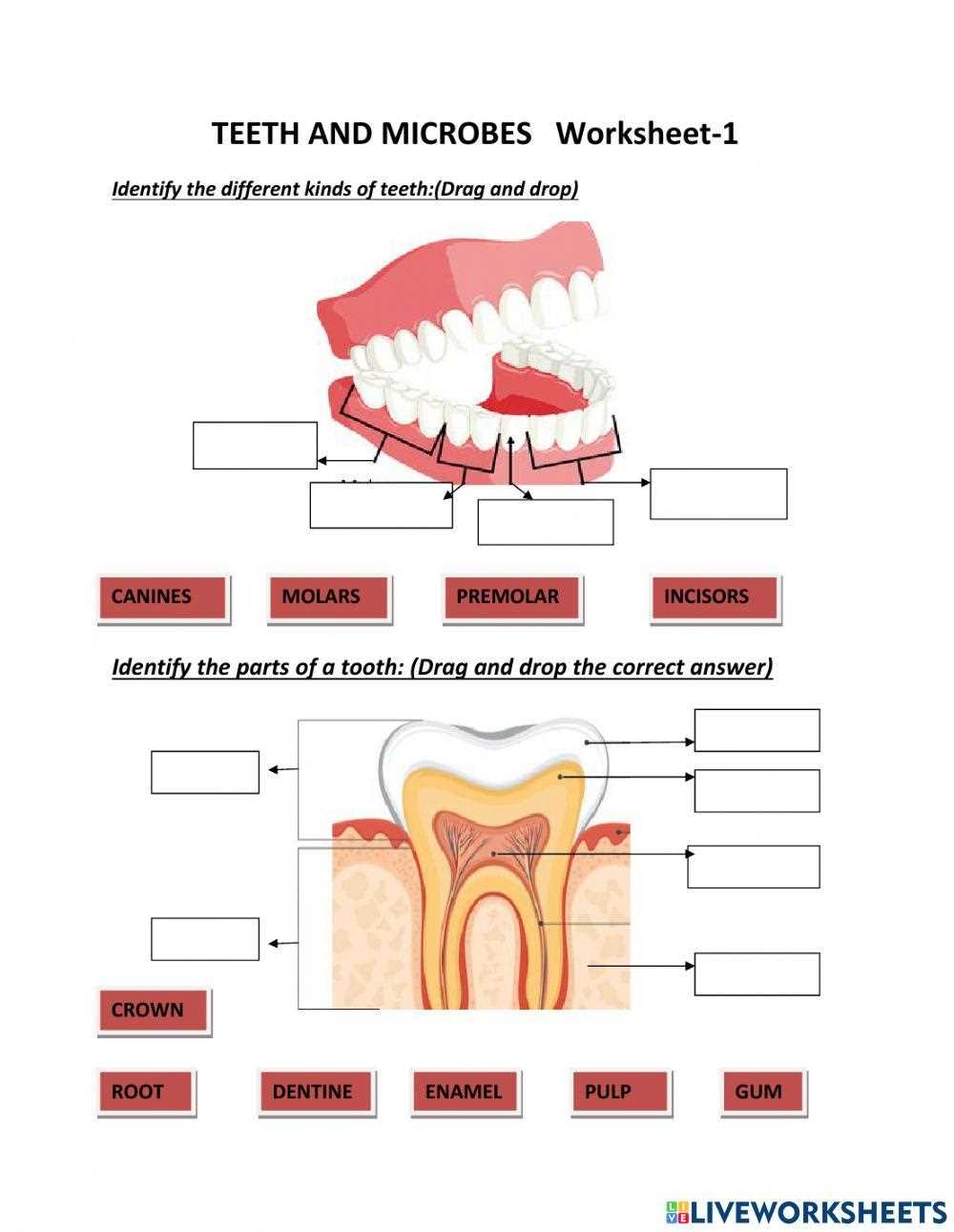 digestion and teeth class 4 worksheet
