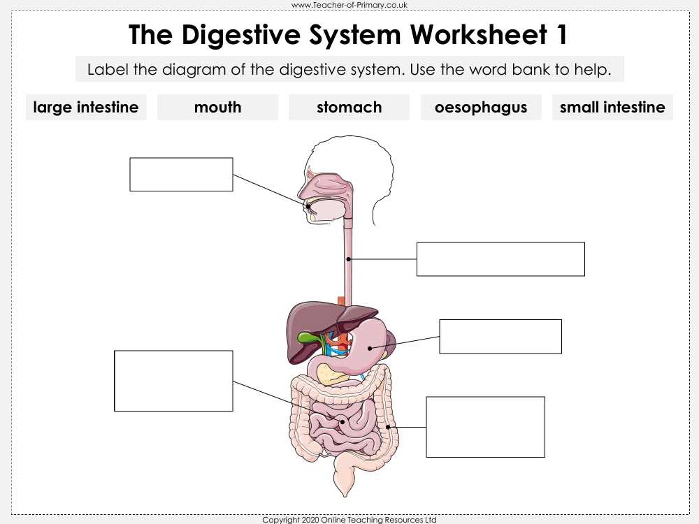 digestive system label worksheet