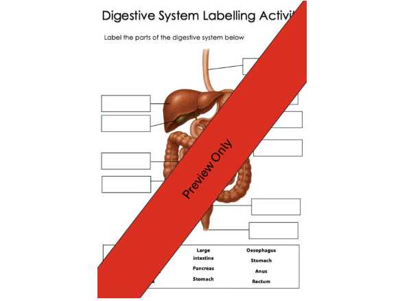 digestive system labelling worksheet