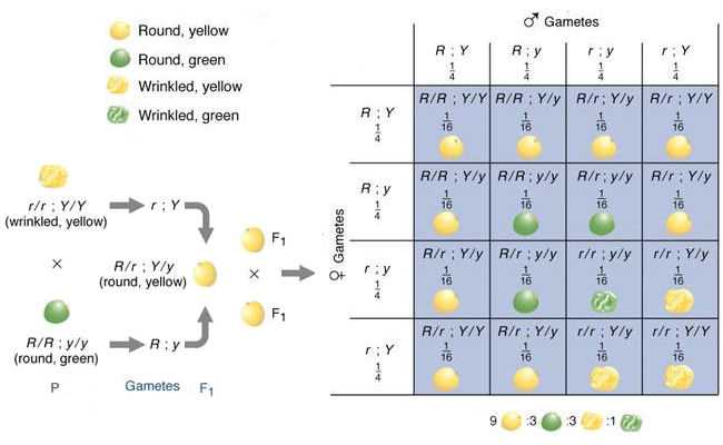 dihybrid crosses worksheet