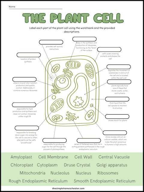 animal and plant cells worksheet key