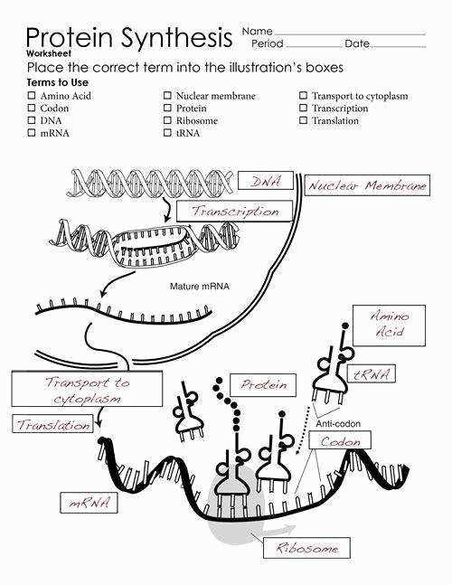 dna and rna worksheet