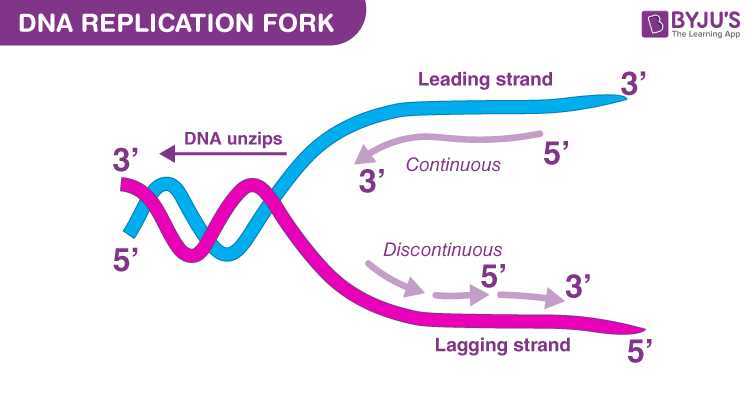 dna replication flow chart worksheet