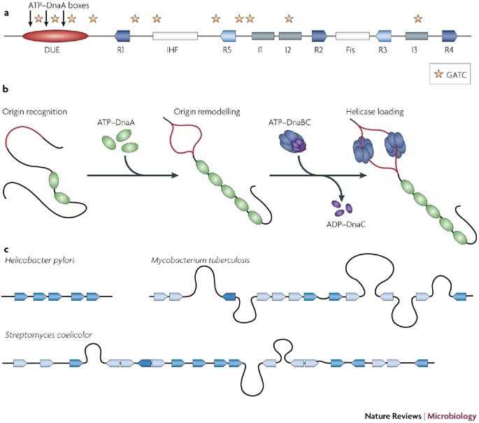 dna replication flow chart worksheet