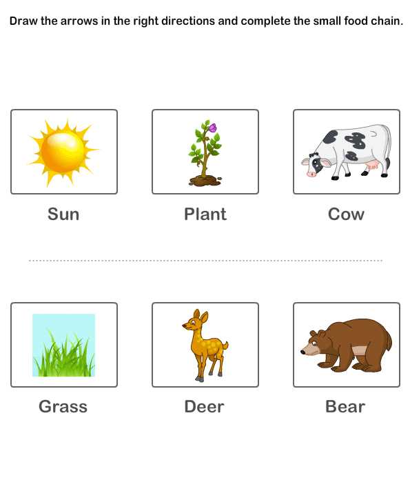 food chain worksheets for kids