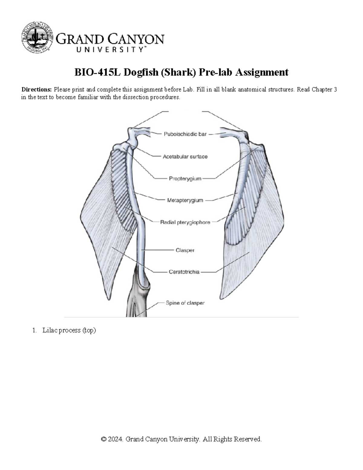 dogfish shark dissection worksheet