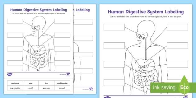 digestive system labeling worksheet