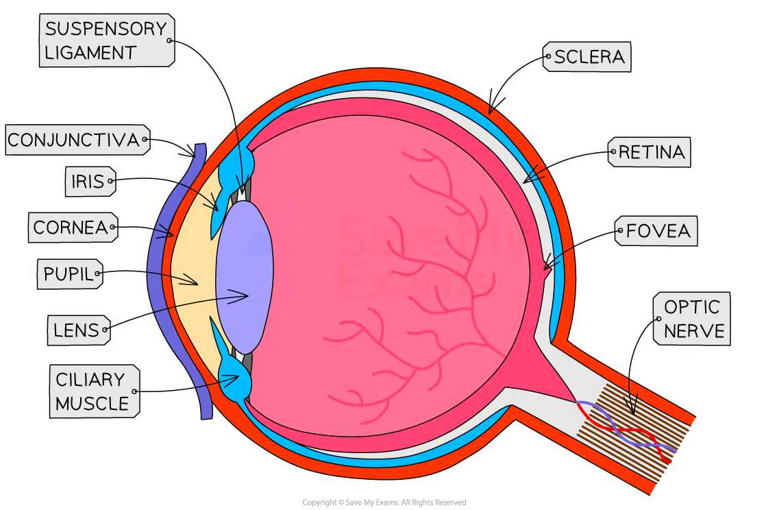 parts of an eye worksheet