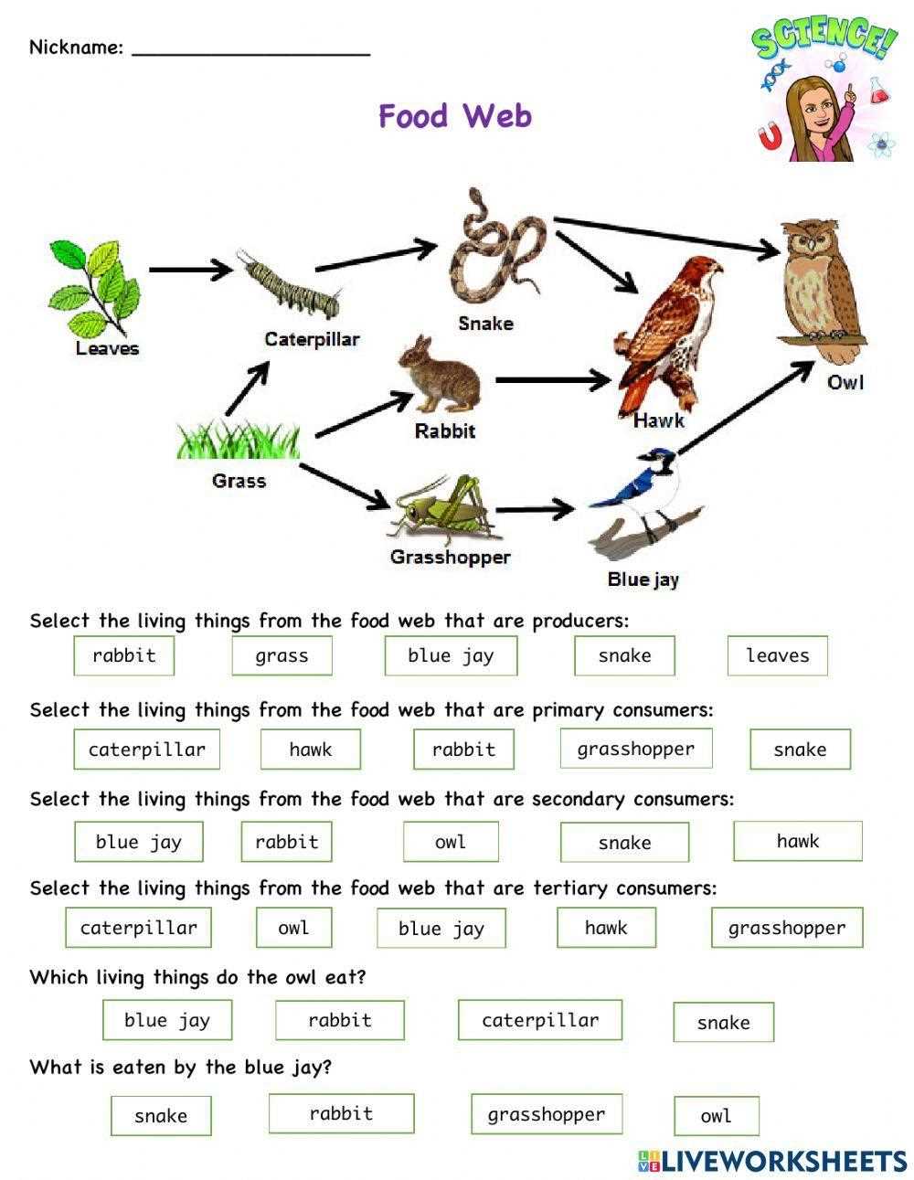 food chain and food web worksheet