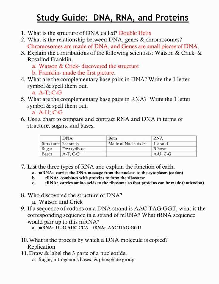 protein synthesis review worksheet