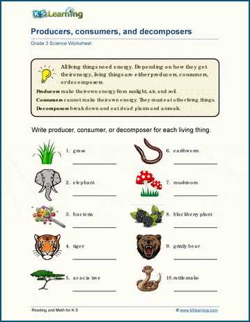 worksheet about food chain