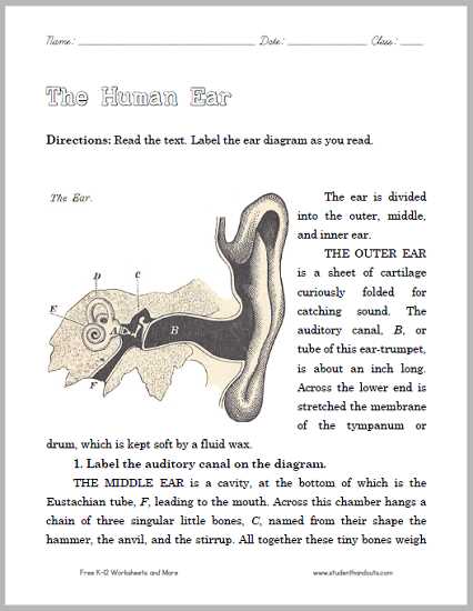 ear anatomy worksheet