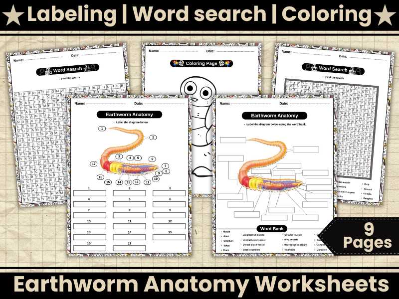 earthworm anatomy worksheet
