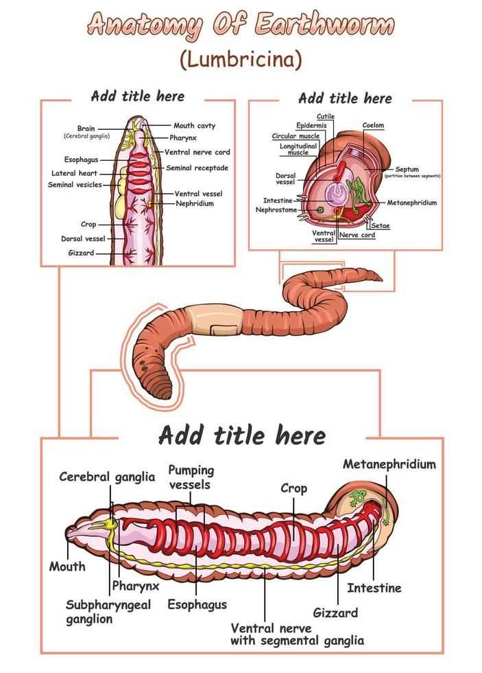 earthworm anatomy worksheet