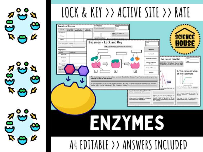 enzyme basics worksheet