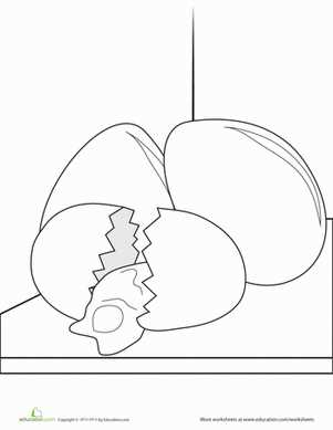 egg diagram worksheet