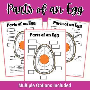 egg diagram worksheet