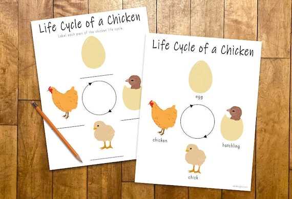 egg to chicken life cycle worksheet egg to chicken life cycle worksheet