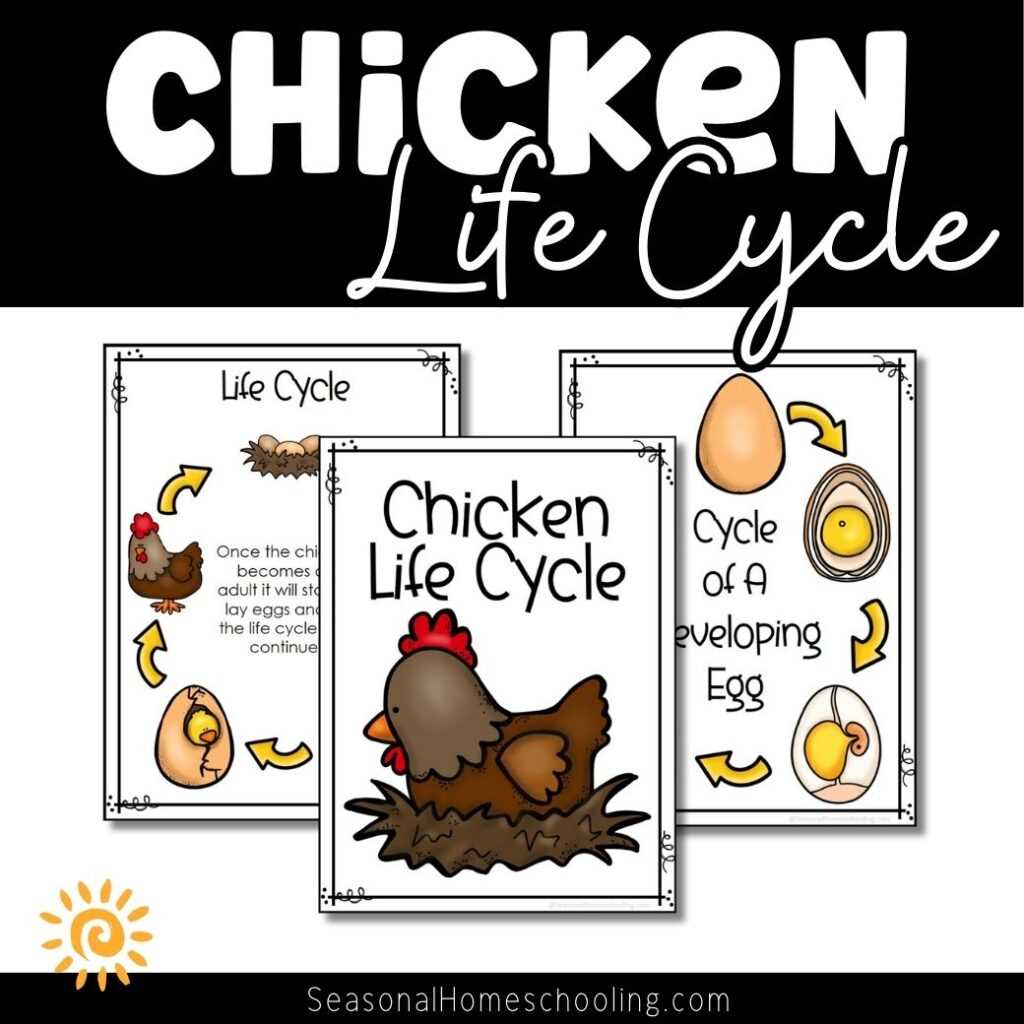 egg to chicken life cycle worksheet egg to chicken life cycle worksheet