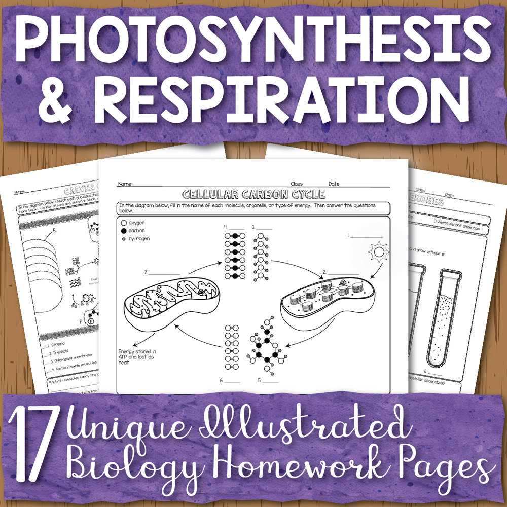 energy photosynthesis and cellular respiration worksheet