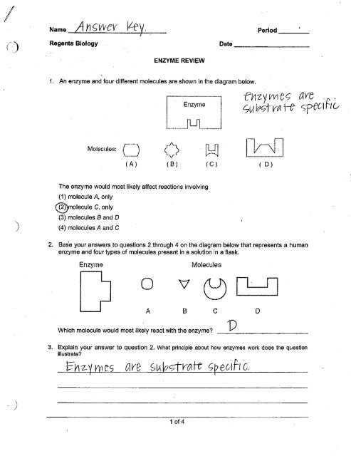 enzymes review worksheet key enzymes review worksheet key