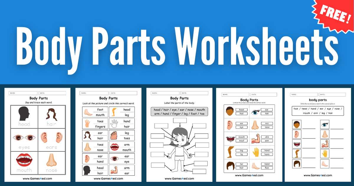 esl human body worksheets