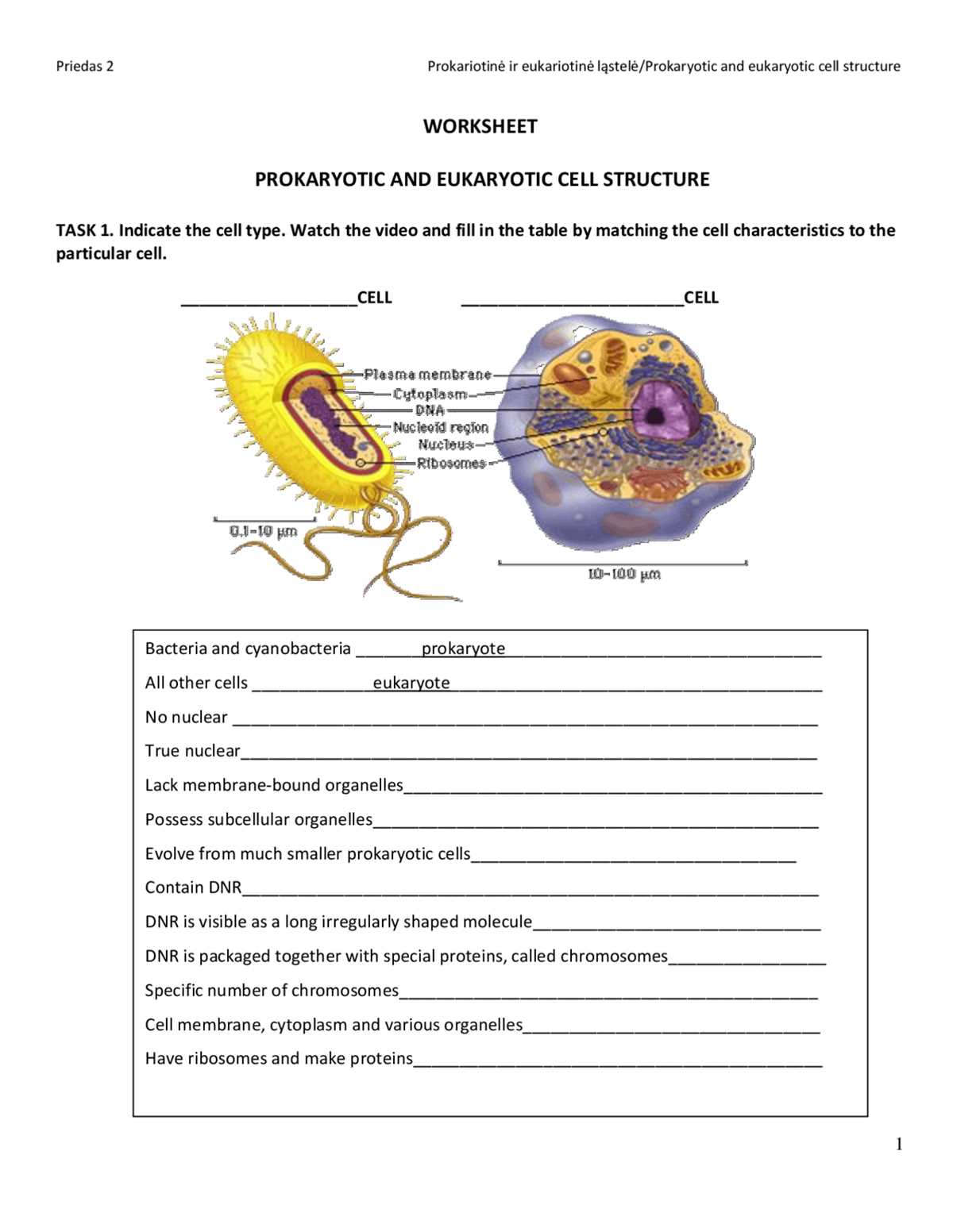 eukaryotic vs prokaryotic cells worksheet