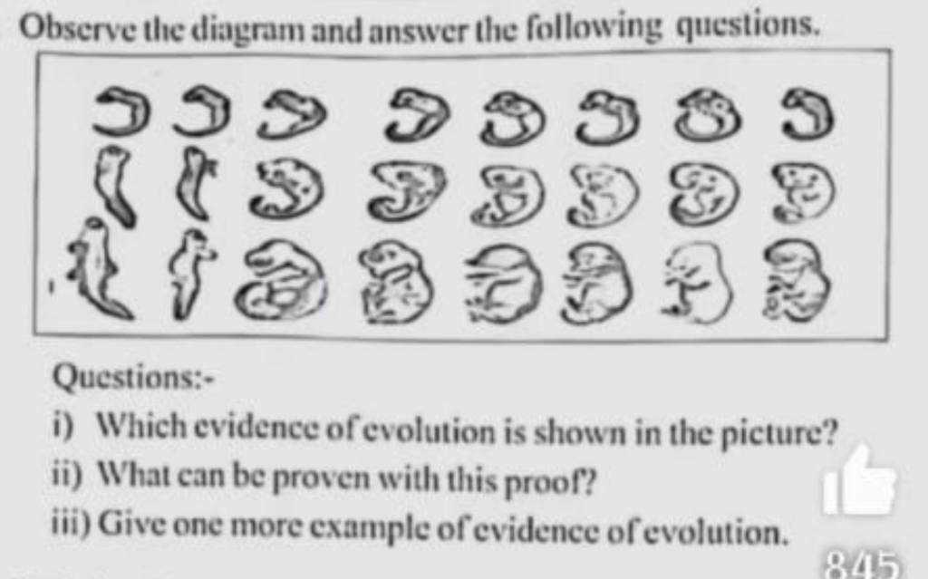 evidence from embryology worksheet