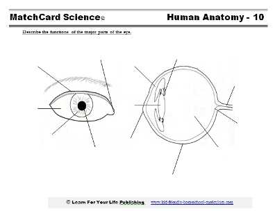eye parts and functions worksheet eye parts and functions worksheet