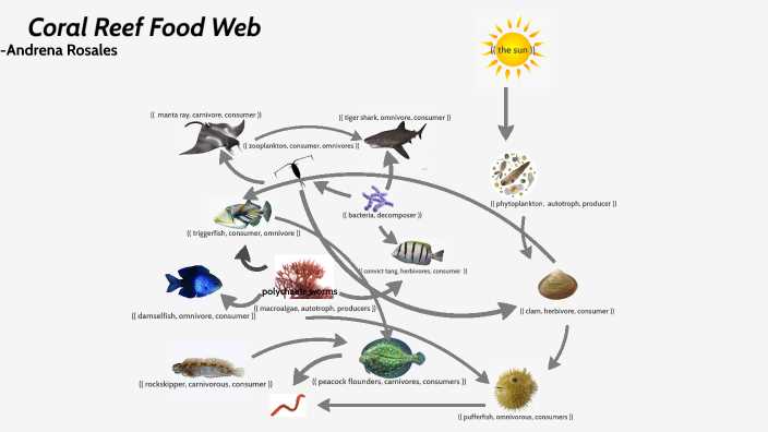 coral reef food web worksheet
