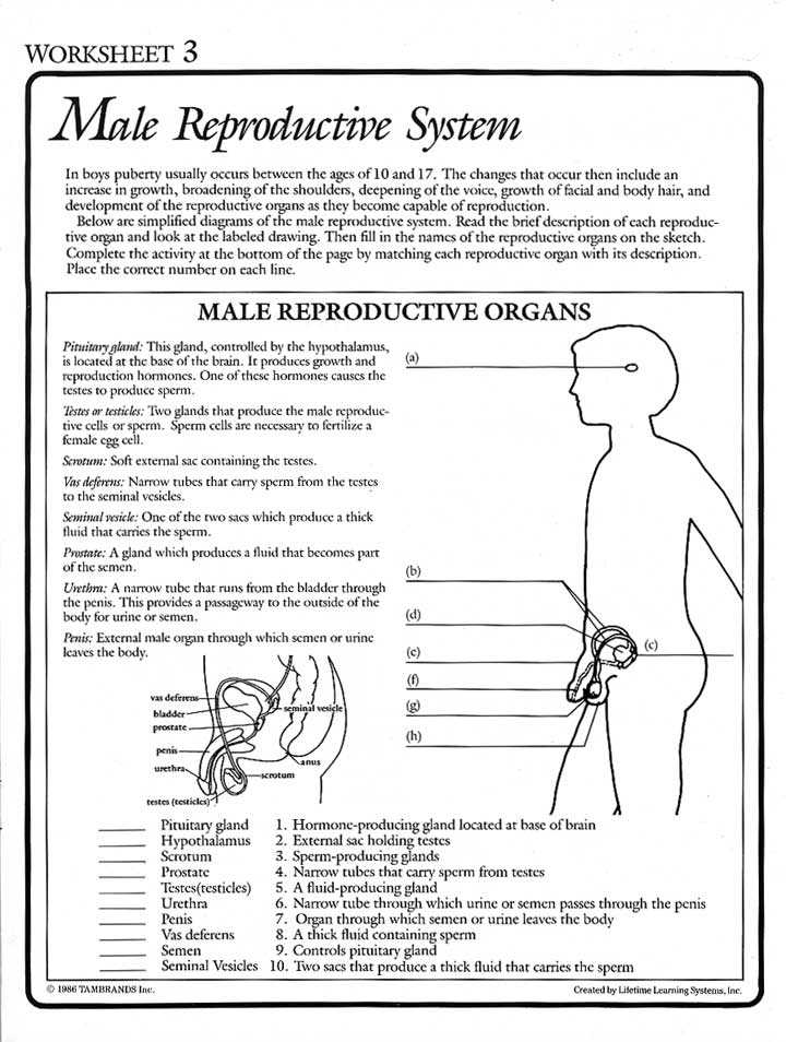 female and male reproductive system worksheet