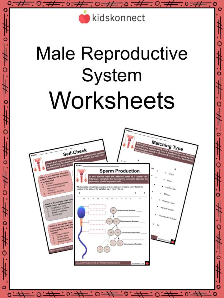 female and male reproductive system worksheet