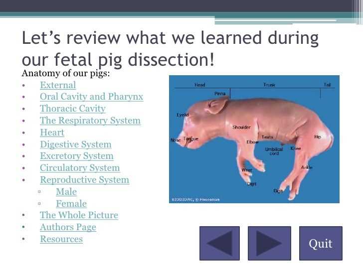 fetal pig dissection worksheet