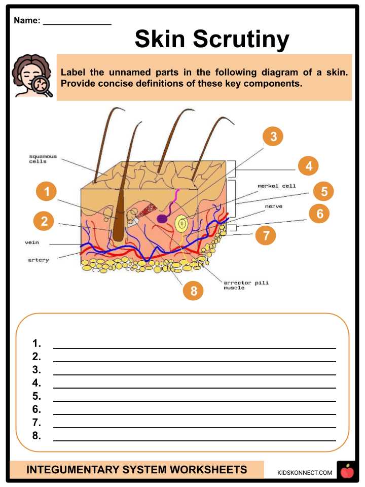 integumentary system worksheets