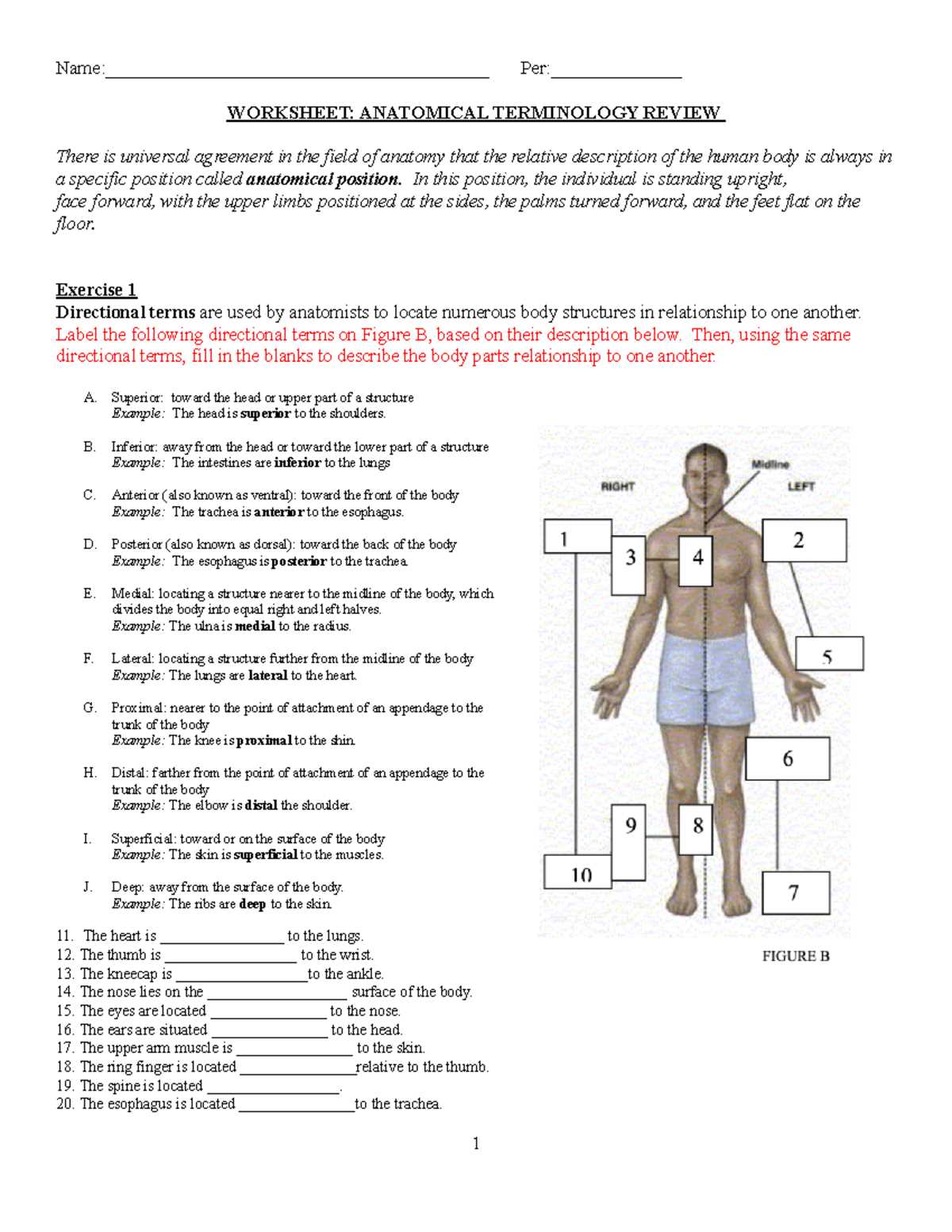 anatomy regional terms worksheet anatomy regional terms worksheet