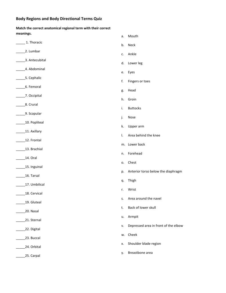 body regions worksheet