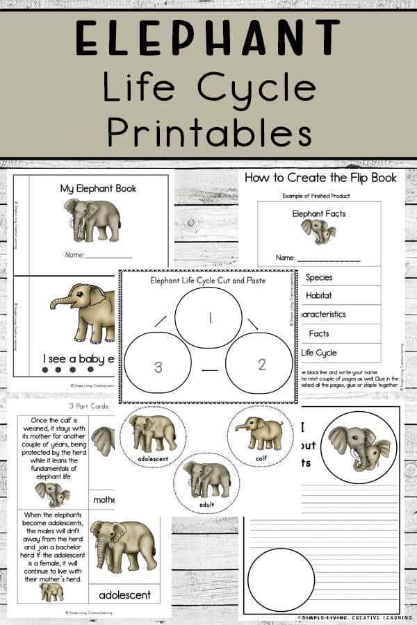 elephants worksheets elephants worksheets