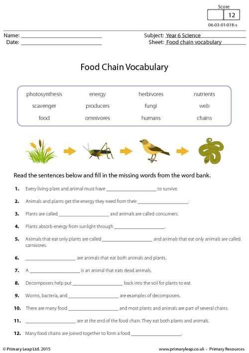 food chains worksheet