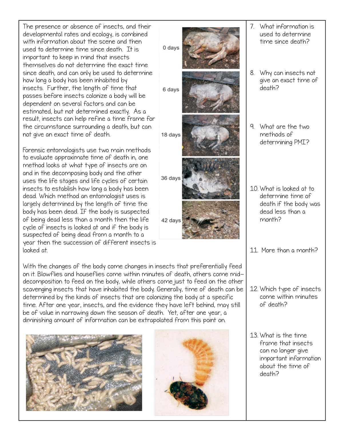 forensic entomologists research worksheet