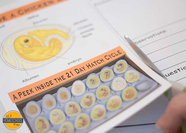 eggs 101 worksheet