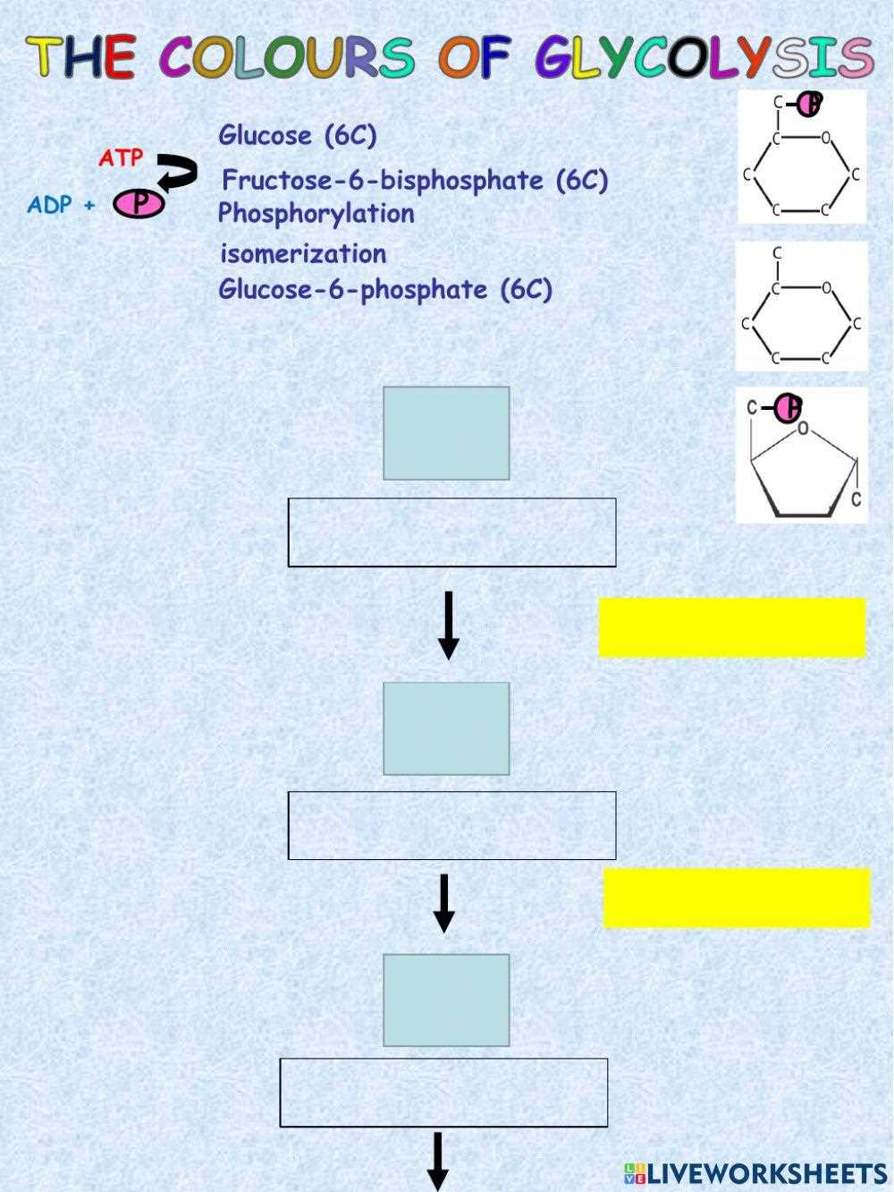 glycolysis worksheet