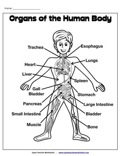 free printable anatomy and physiology worksheets