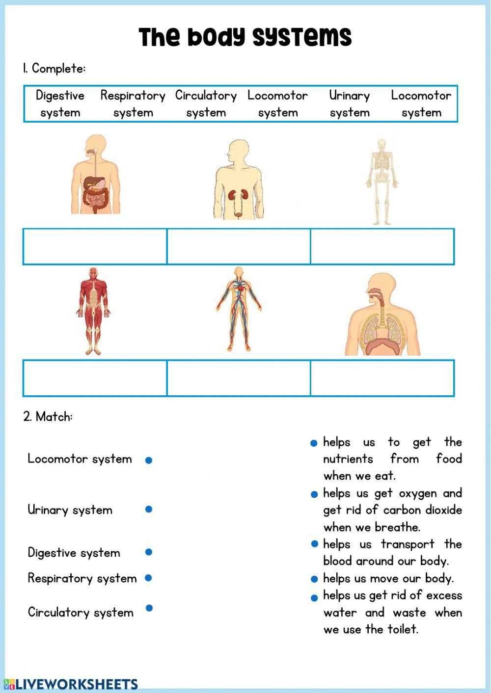 free printable human body systems worksheets