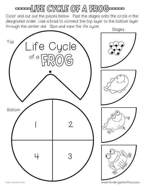 frog life cycle worksheet free